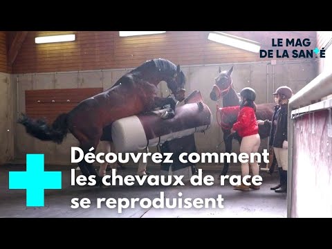 Vidéo: Comment Les Femmes Vétérinaires Font-elles Leur Travail ?