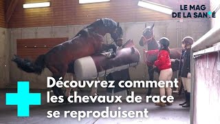 À l'école des vétérinaires de Lyon 4/5 - Le Magazine de la Santé
