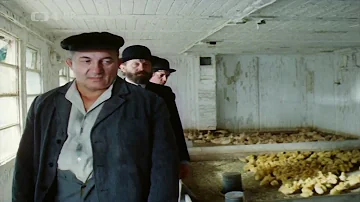 Jak dlouho se kachny snáší vejce?