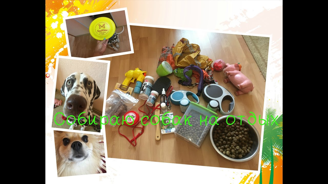 Собираю собак в поездку/Виктория Крокус