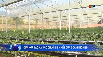 Đưa hợp tác xã vào chuỗi liên kết của doanh nghiệp