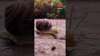 Sleepy Snails ? snail animalfacts shorts