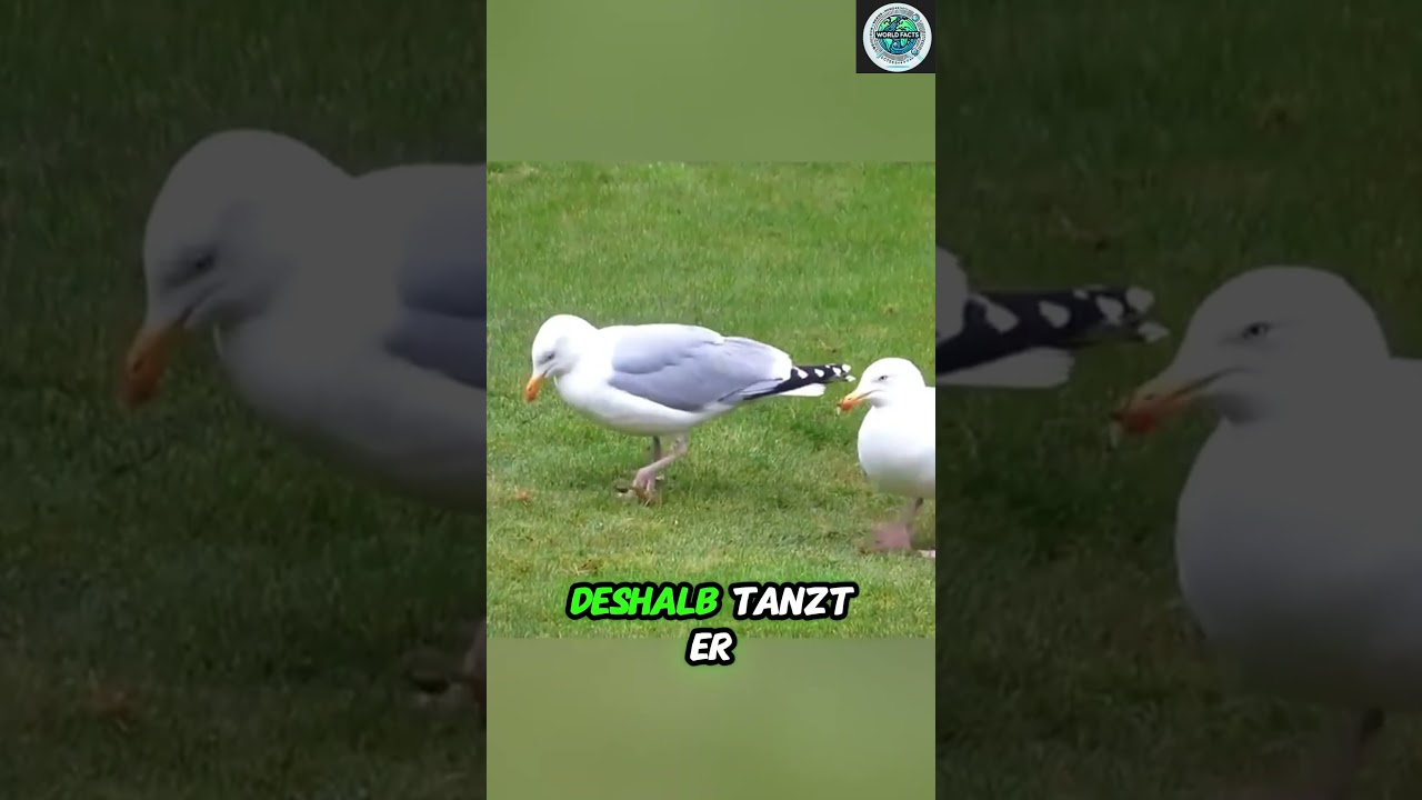 „Dieser Vogel verarscht die Natur – mit einem Tanz! 🐦🕺🪱“