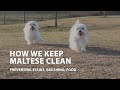 How We Keep Maltese Clean - Preventing Stains, Brushing, Food