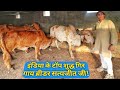 जसदन के राजा रखते हैं 36 लीटर वाली गिर गाय का बुल|Jasdan King Satyajeet khachar Gir Gaushala jasdan