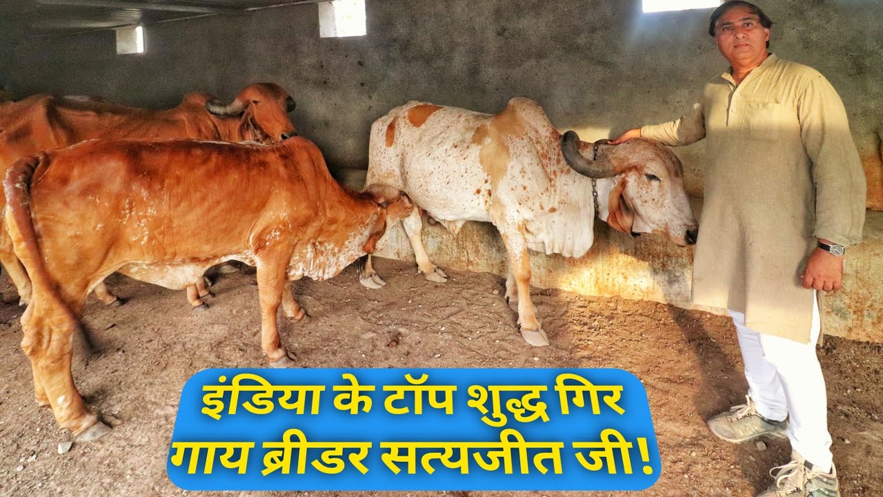 जसदन के राजा रखते हैं 36 लीटर वाली गिर गाय का बुल|Jasdan King Satyajeet khachar Gir Gaushala jasdan