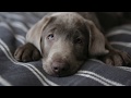 Vlog:  Мне подарили собаку! Щенок лабрадора. Silver labrador