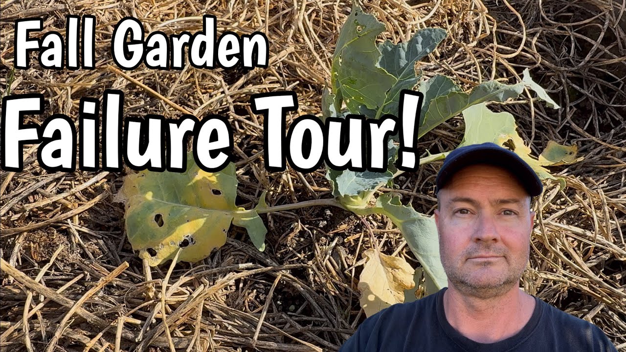 Мой осенний сад переживает не лучшие времена, но меня это устраивает.