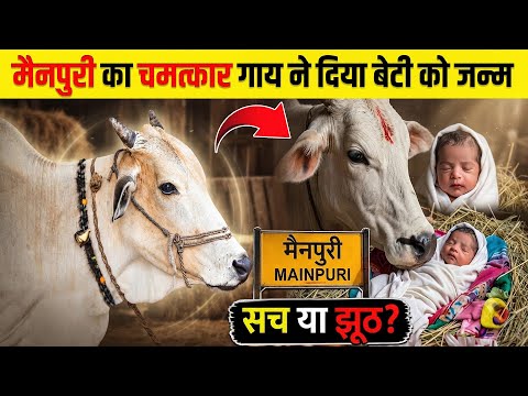 Cow gives birth to a girl in Mainpuri (REAL OR FAKE) Mainpuri Cow Viral News | Mainpuri Viral News