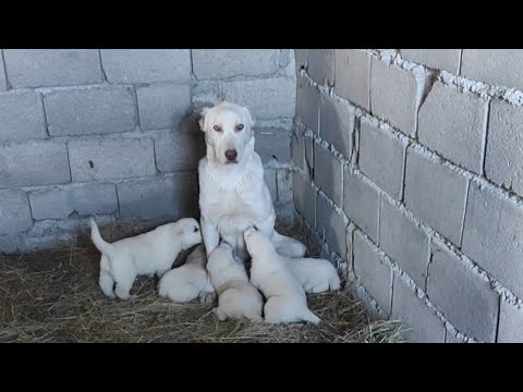 როგორ ჩავატაროთ დეზინფექცია? / როგორ მოვამზადოთ ლეკვის მოსაყვანად ვოლიერები?