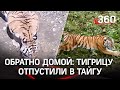 Отпустили на волю: тигрица будет охотиться не на собак, а на оленей