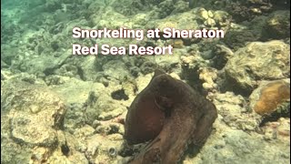 Snorkeling @ Sheraton Red Sea  Resort