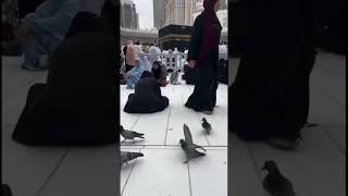 Masha,Allah makkah live madina live #makkah​ #madina​ #shorts​ #hajjlive​ #shortvideo​ Ramadan