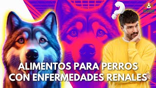 ESTOS SON LOS MEJORES ALIMENTOS PARA PERROS CON ENFERMEDAD RENAL by Todo Sobre el Perro 45 views 2 days ago 2 minutes, 4 seconds