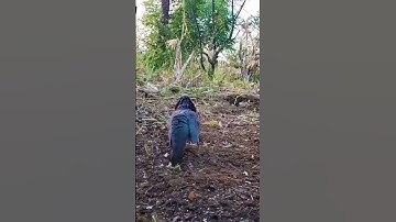 TEKUKUR SUPER ISTIMEWA LAGI,PIKAT MALAH JADI GAGAP TINDAN
