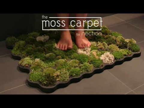 Moss Carpet