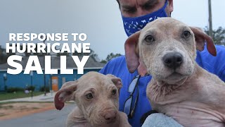 Helping animals impacted by Hurricane Sally