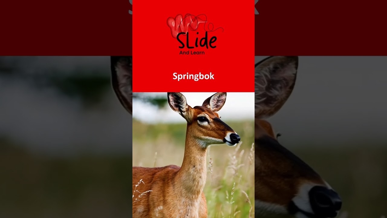 🇿🇦 South Africa’s national animal is the Springbok 🦌