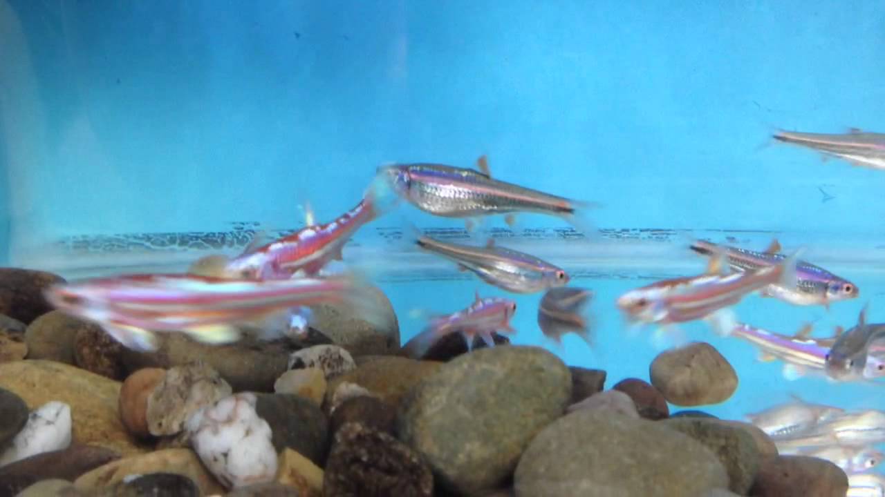 Notropis chromosus getting ready to spawn.