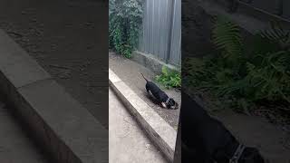 Relaxing Garden Sounds &amp;Cute Dogs Shoring/3 Minutes of Peace
