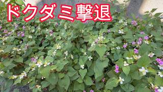 【プロが教える】ドクダミ草の撃退方法