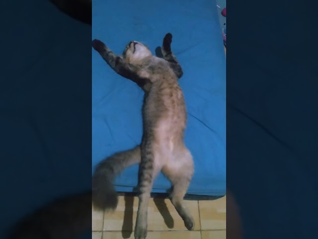 kucing kesayangan tidur lucu #funnycats #funnycat #shorts class=