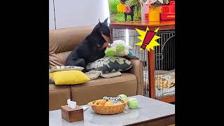 The dog fought for a second chance at life #pets #cute #funny #shorts