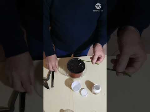 Video: Propagazione della passiflora: come propagare la passiflora
