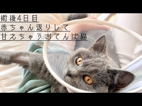 【シャルトリュー】お腹がぷるぷるの甘えん坊猫【避妊手術】