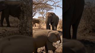 POV: A camera mounted on an elephant takes you inside the wild like never before 🐘🎥🔥