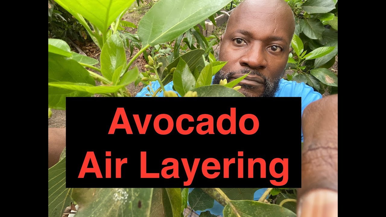 Avocado Air Layering