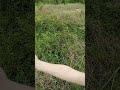 Come Take A Hike With Me Part 46; Poison Ivy, Black Berries and Spider Reactions