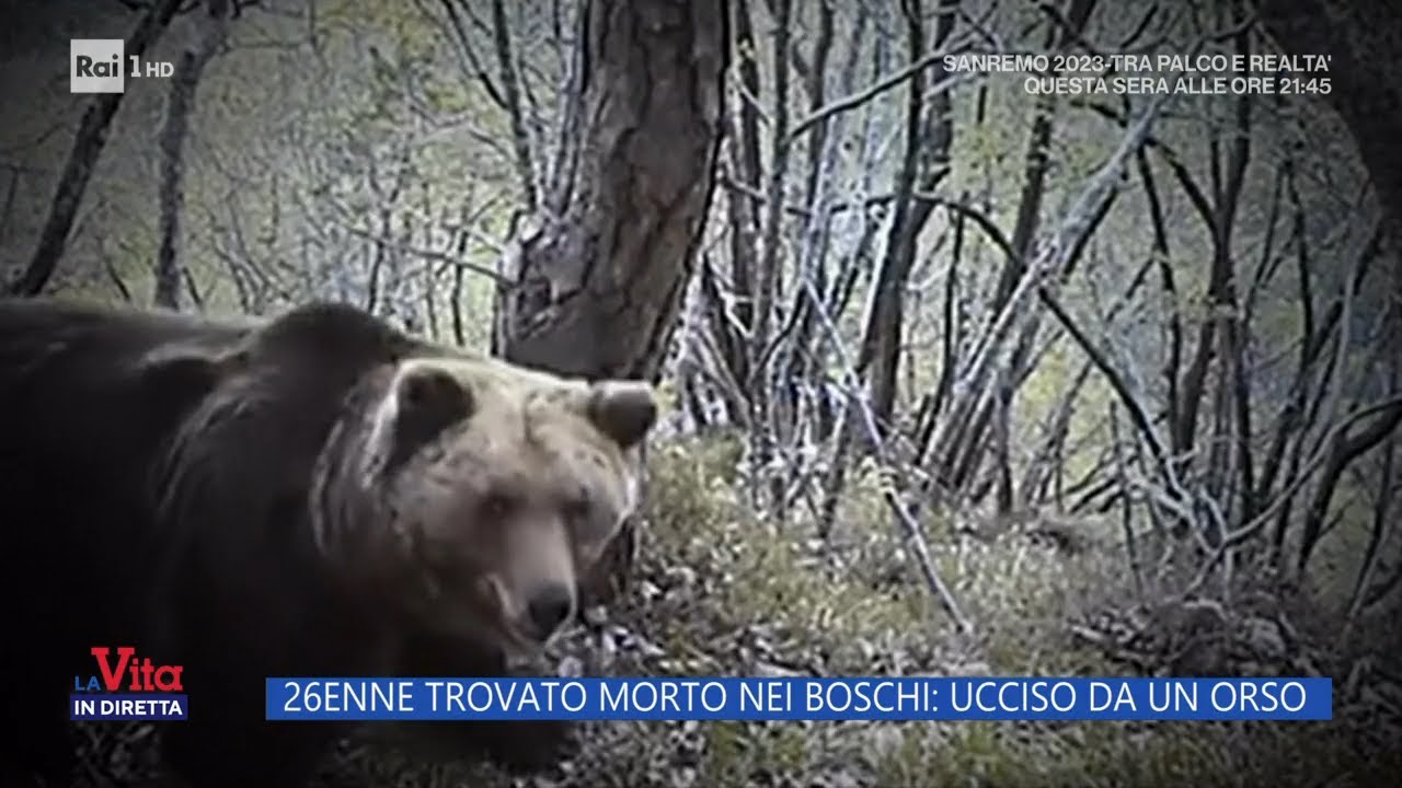 Val di sole: l'orso che ha ucciso Andrea sarà abbattuto - La vita in diretta 10/04/2023
