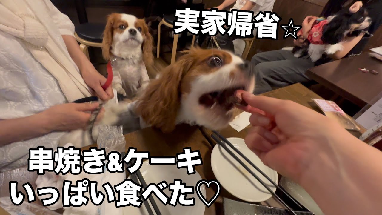 キャバリア大集合 実家の串銀蔵さんでいっぱい食べたお誕生日会