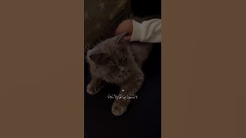 تلاوة آيات من القرآن الكريم بصوت جميل و هادء