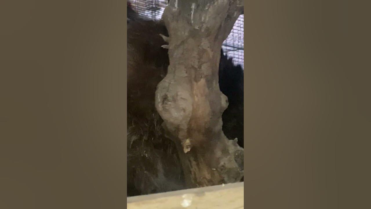 want-to-see-the-largest-raccoon-ever-take-a-look-at-rocket-youtube