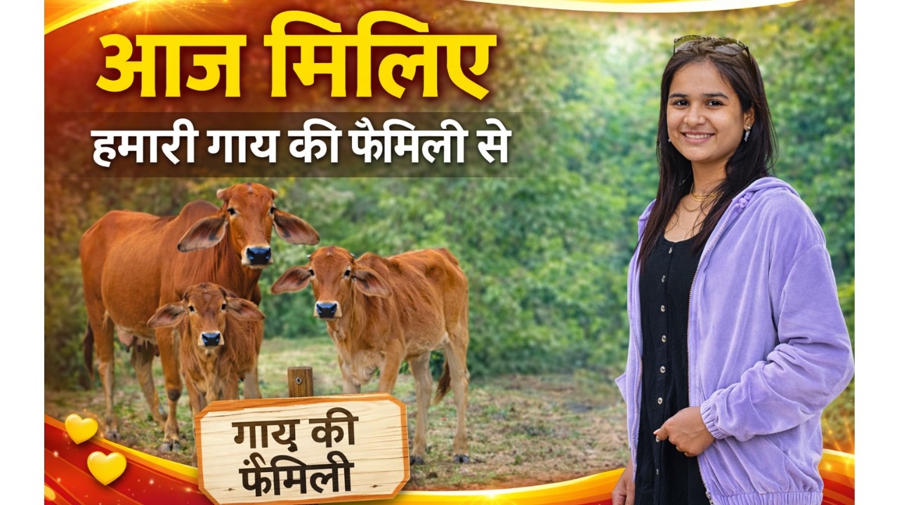 Miliye Hamari Gaay Mohini Ki Family Se 🐄😊