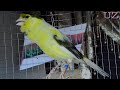 Canary how to sing listen and teach young Canary for Canary Education Full HD 1080p