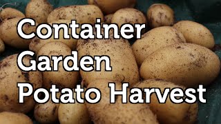 Large Potato Harvest from the Container Garden in Grow Bags and a Grafted Tomato Potato plant