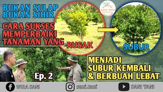 CARA SUKSES MEMPERBAIKI TANAMAN JERUK YANG RUSAK MENJADI SUBUR KEMBALI DAN BERBUAH LEBAT - EPISODE 2