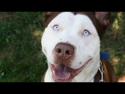 Vídeo: Como comprar um Bull Terrier e não ser enganado