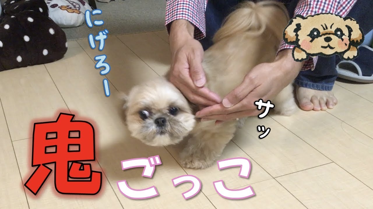 逃げる犬 捕まえる 飼い主と楽しい鬼ごっこ Let S Play With Puppy チワワ シーズー Youtube