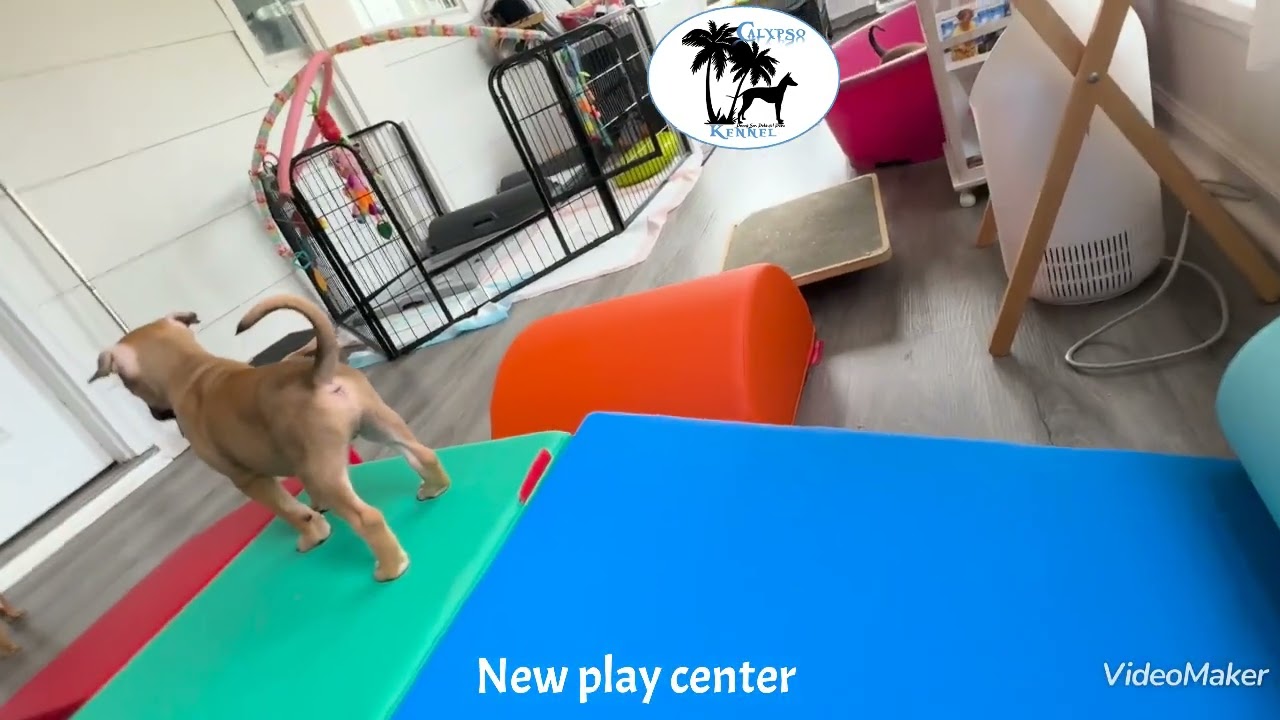 Peruvian puppy playtime.