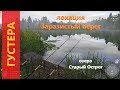 Русская рыбалка 4 - озеро Старый Острог - В поисках трофейной густеры