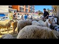 متوفر خرفان و كباش العيد سلعة و سومة خوتنا 