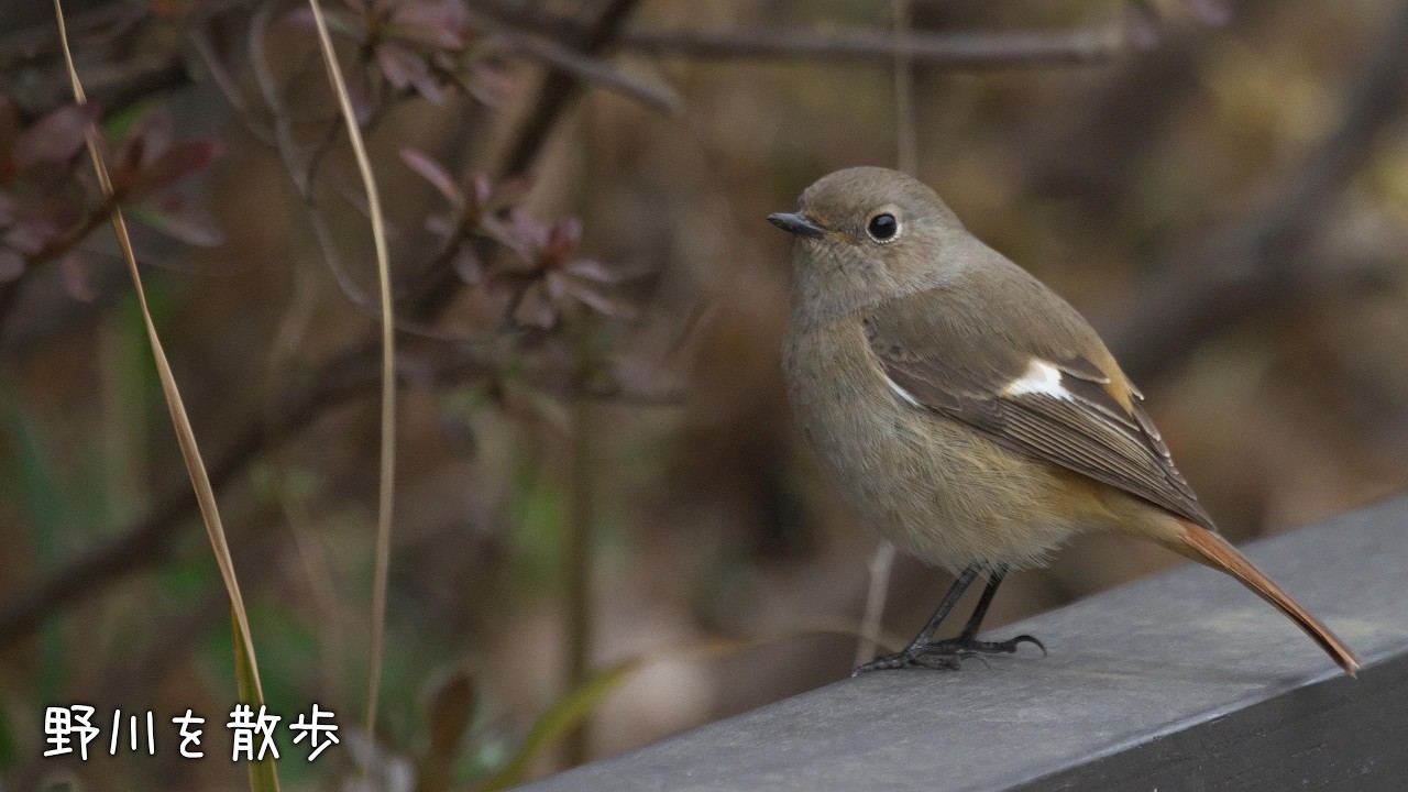 野川を散歩 20260306