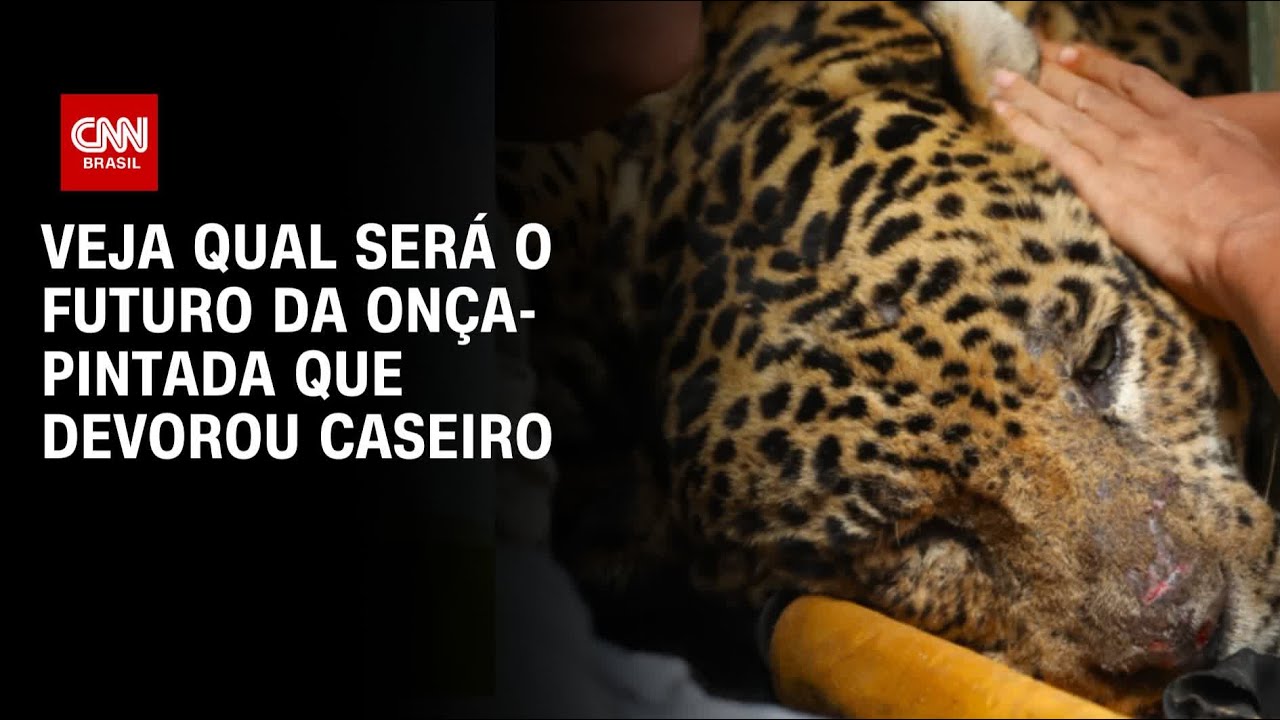 Onça-pintada que devorou caseiro não voltará para mata | AGORA CNN