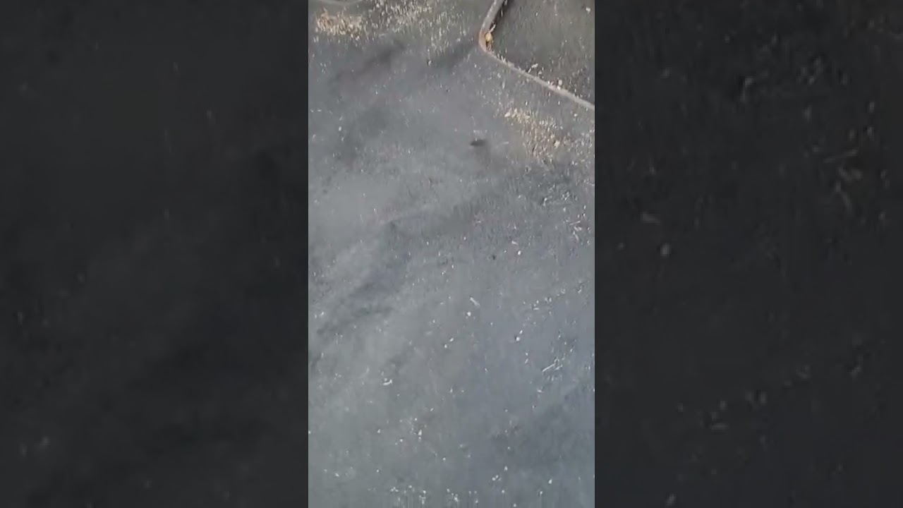 Auto Interior Detail Before And After 