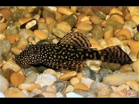 Видео: Защо водата бързо се замъглява в аквариум с риби?
