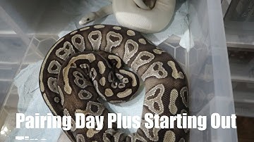 Pairing Ball Pythons and Starting Out Tips